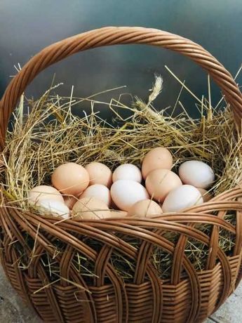 Jajka jaja wiejskie ekologiczne od kur z wolnego wybiegu