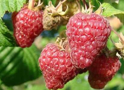 Sadzonki malin wczesne ,póżnne Sugana inne Wysyłka