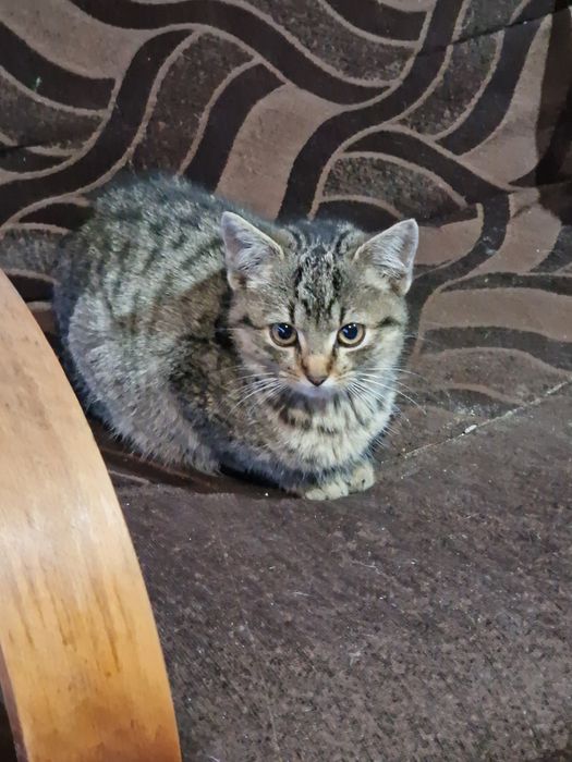 Oddajmy kocięta i kotkę w dobre ręce