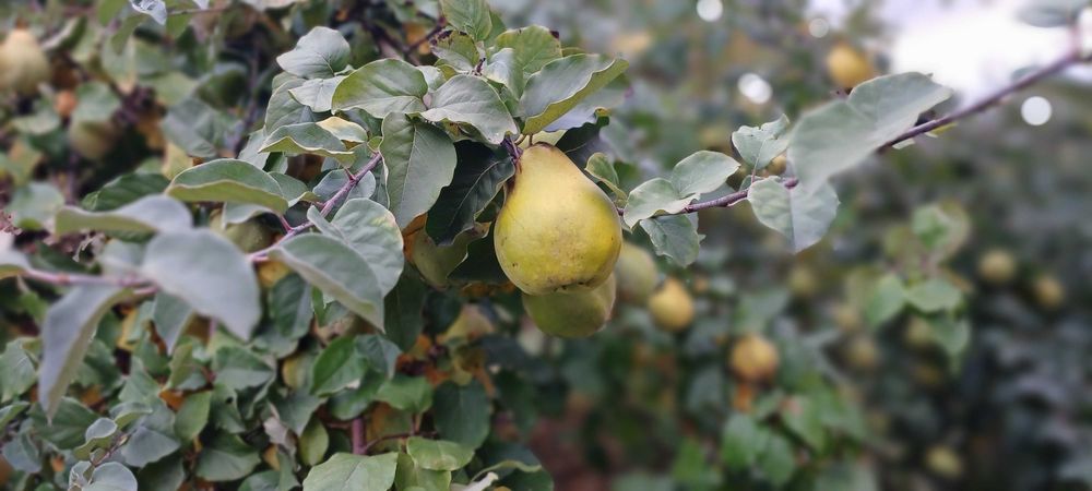 Pigwa ekologiczna, jabłkowa i olbrzymia, bez chemii