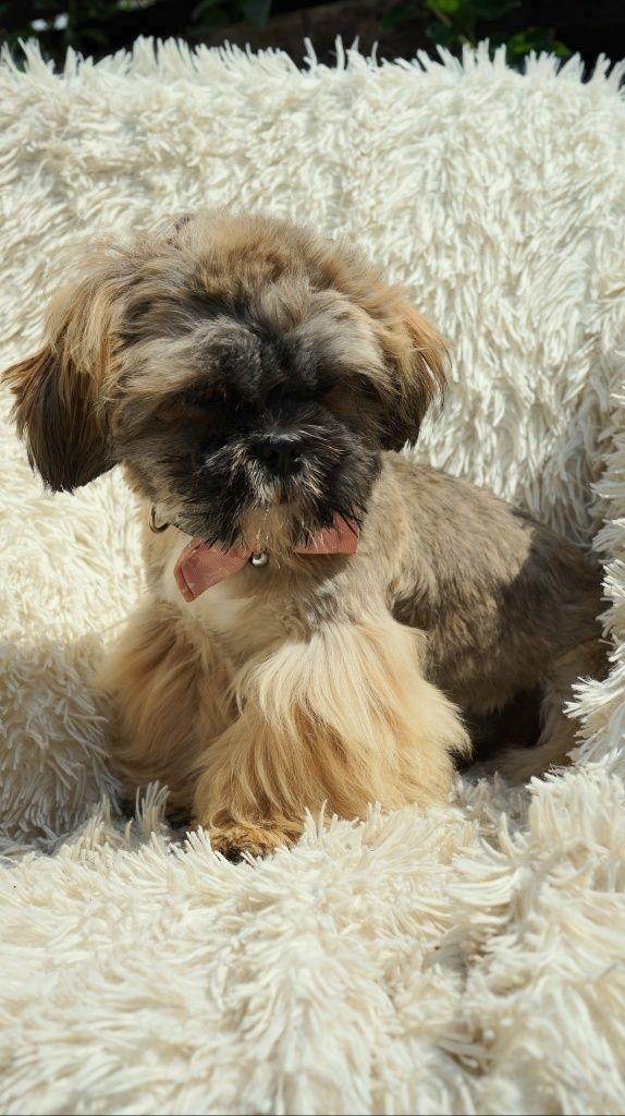 Shih-Tzu chłopiec Hodowla Polski Dog
