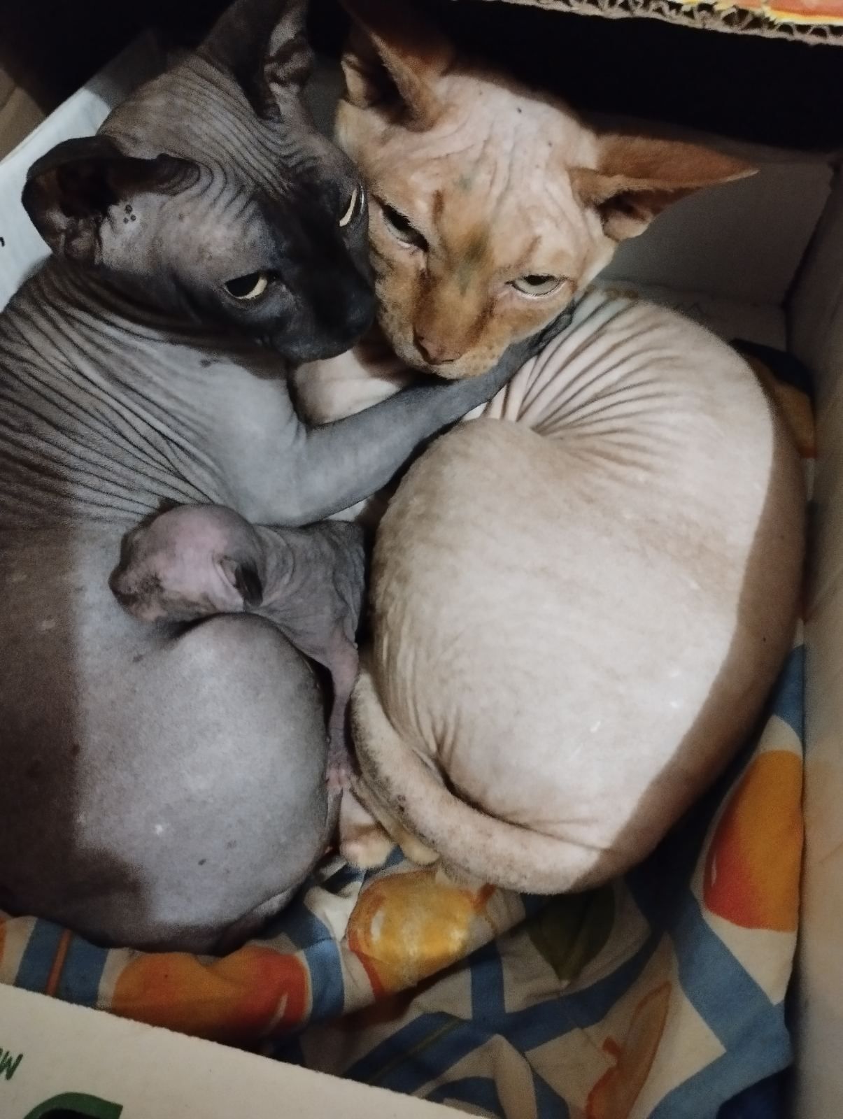 Кошенята сфінкс.