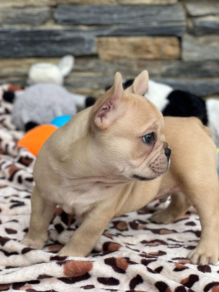 Bulldog Francês excelente menino olhinhos verdes