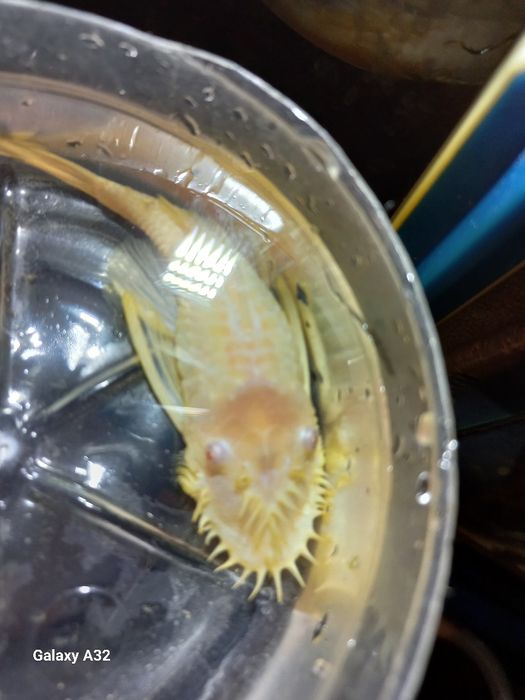 Glonoiad samiec  młody