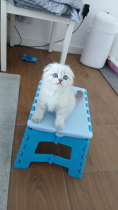 Macho Scottish Fold.