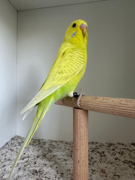 Casais periquitos black face