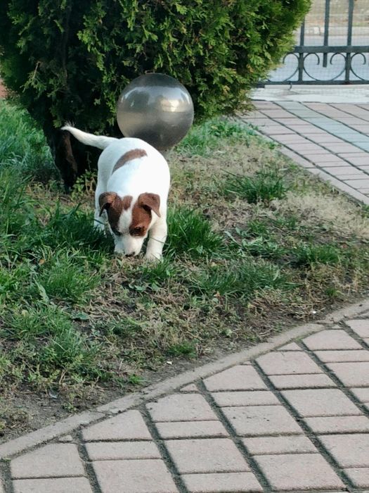 Piesek Jack Russell Terrier