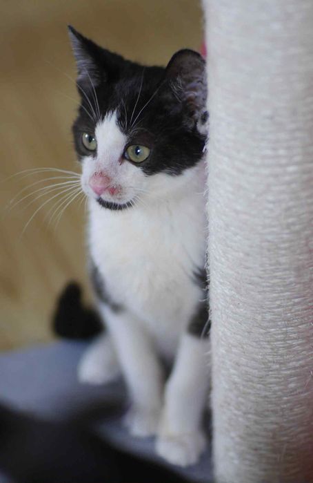 Wyjątkowy kociak gotowy do adopcji!