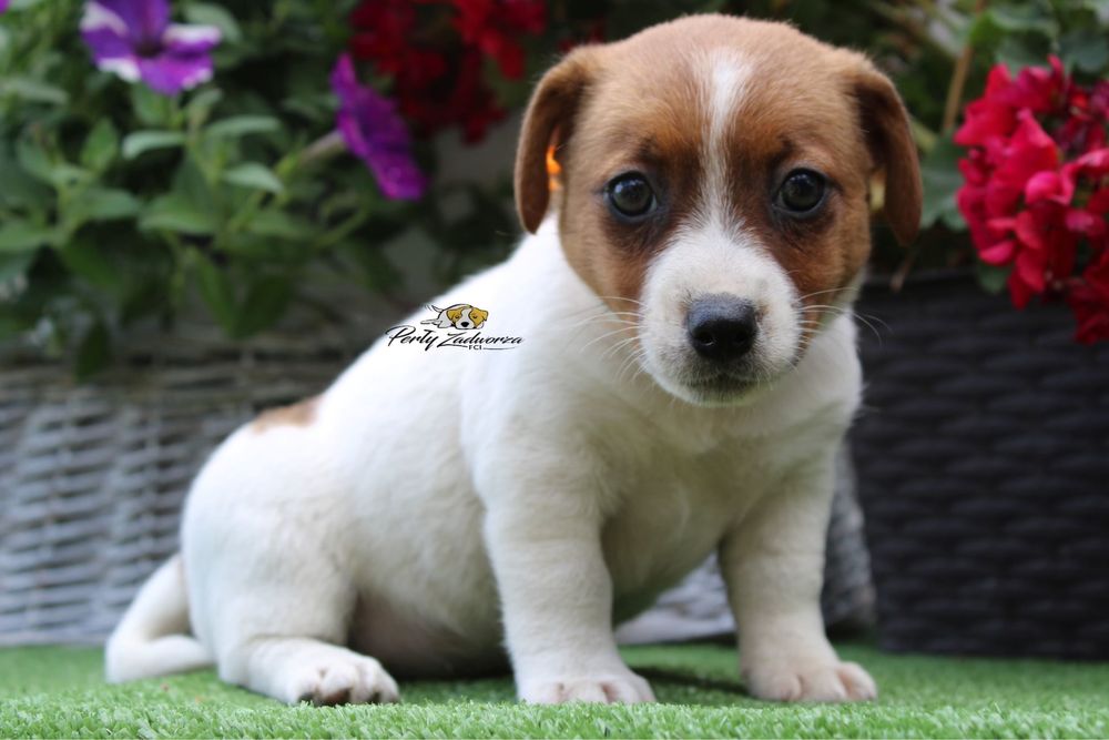 Suczka Jack Russell Terrier*ZKwP FCI*Gotowa do Odbioru