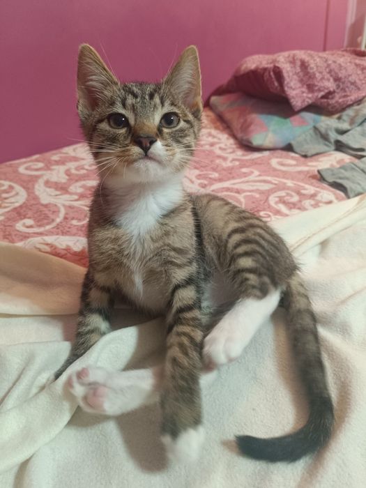 Mały kociak cudo słodkie Lafi do adopcji