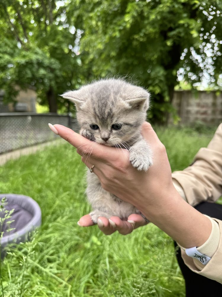 Шотландські кошенята