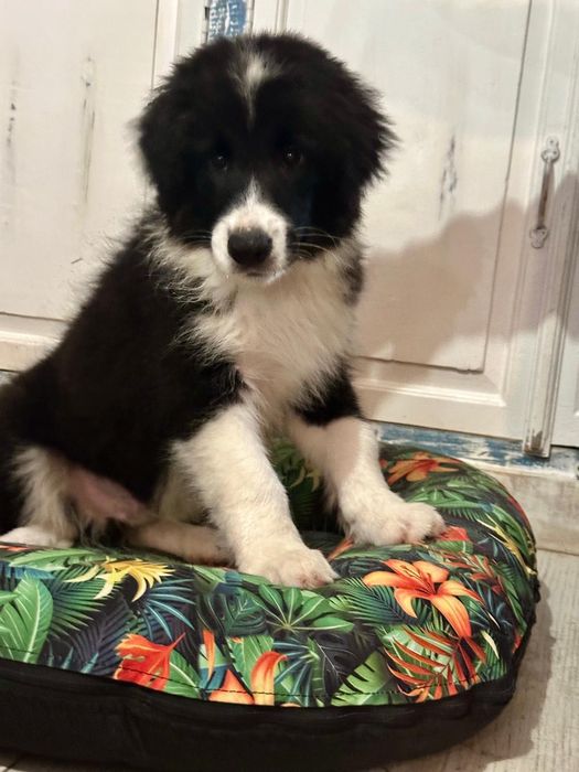 Piesek Border Collie - Salus Canis FCI