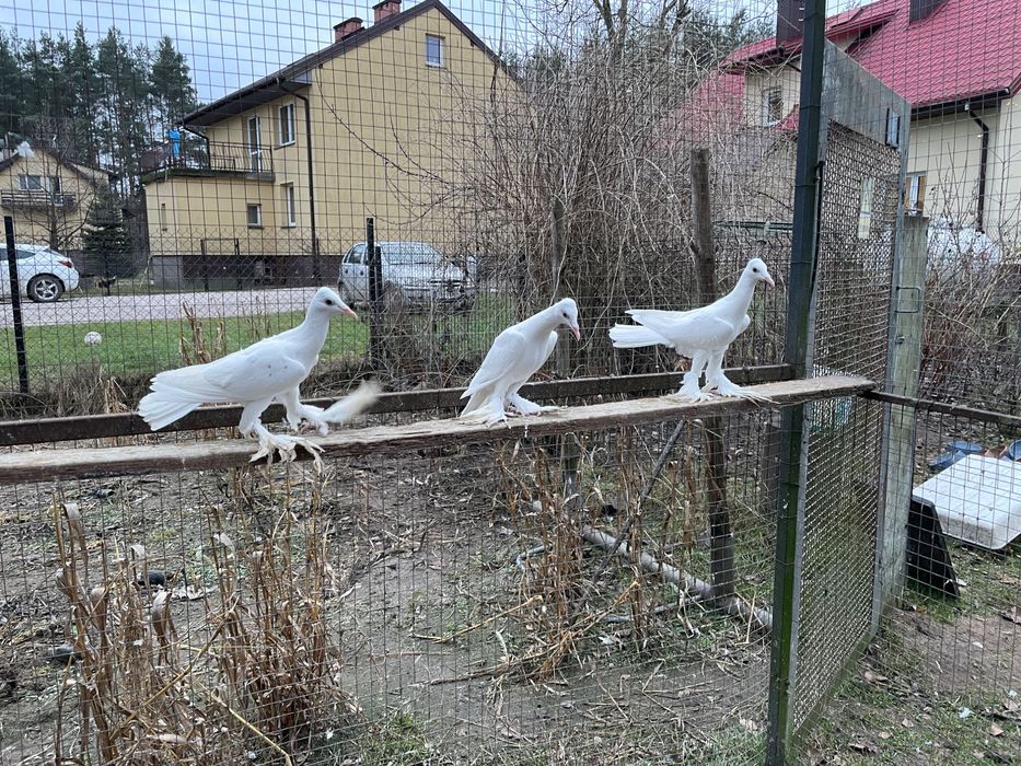 Sprzedam gołębie bociany