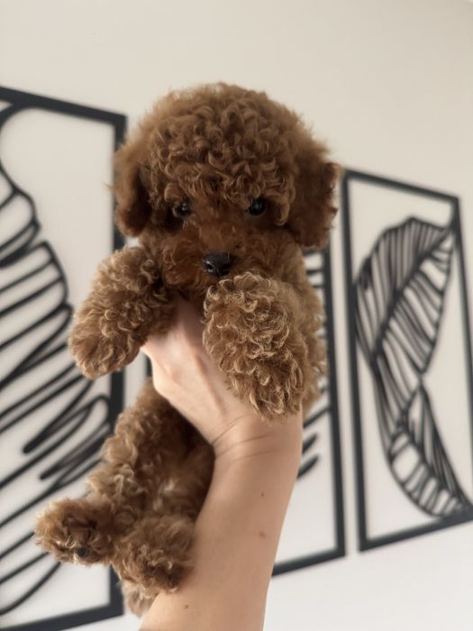 Міні хлопчик трй пудель