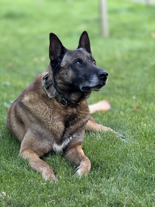 Кобель малінуа шукає сучку для вʼязки