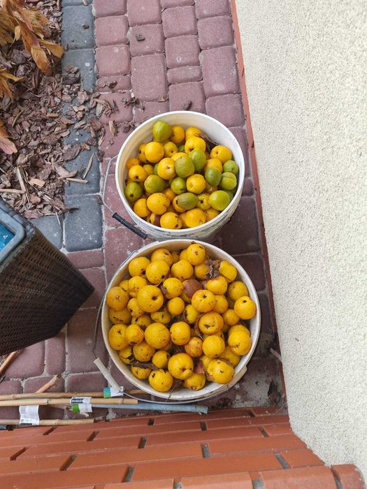 Pigwa z własnego ogródka