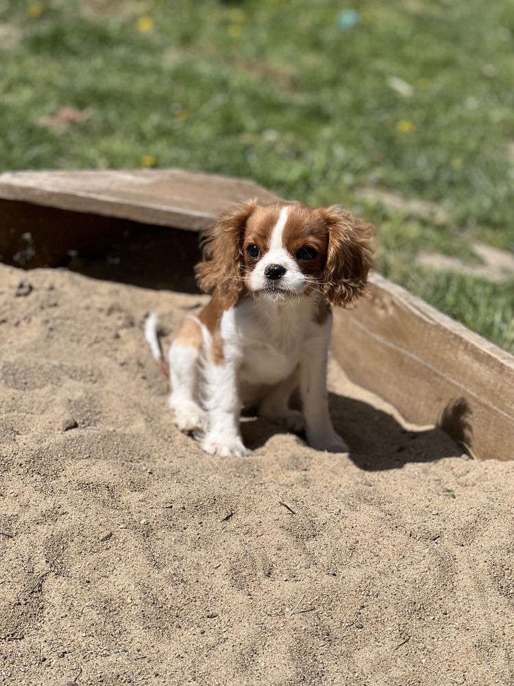 Hotel dla psow, petsitter, opiekun Zwierzat