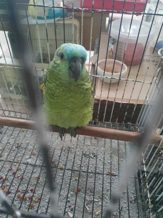 Papagaio amazonas chantoperix femia 2025