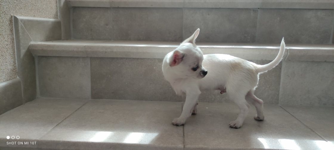 Chihuahua śliczne, odważne - rozsądna cena