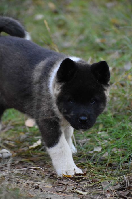 Akita amerykańska, Akity Amerykańskie - suczka ZKwP/FCI