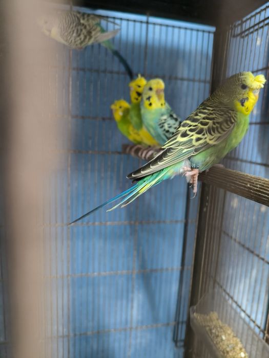 Periquitos Hagoromos, asa negras etc.