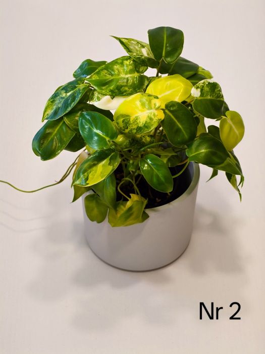 Philodendron Burle Marx Variegata