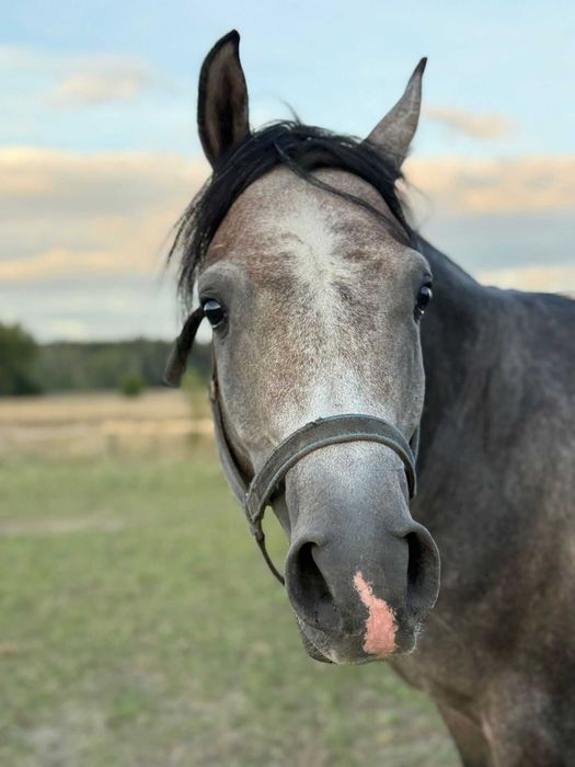 Ogier arabski arab 3, 4 lata gniady siwy