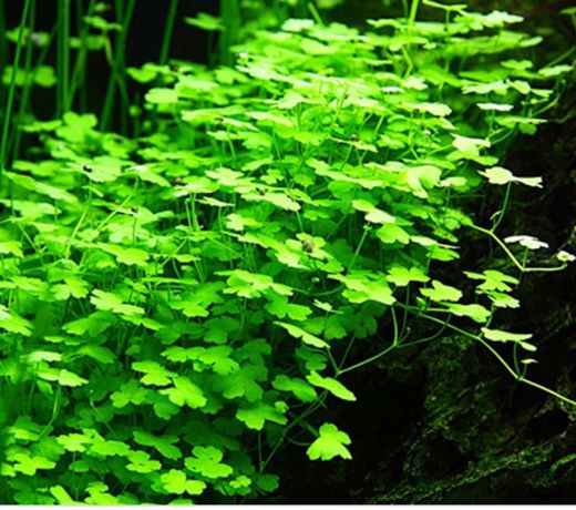 Hydrocotyle tripartita Japan