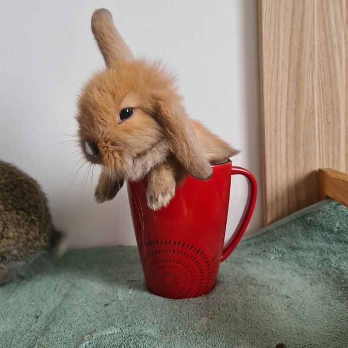 Ostatni malutki chlopczyk. rezerwuj Mini karzełek puchaty królik
