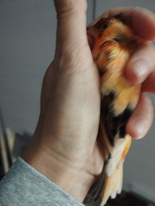 Kanarek czerwony szek 2025 Wysyłka Bla Car, dowóz