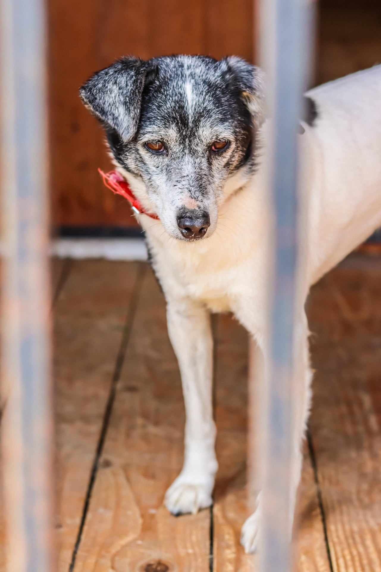 Przekochana Mamusia do adopcji