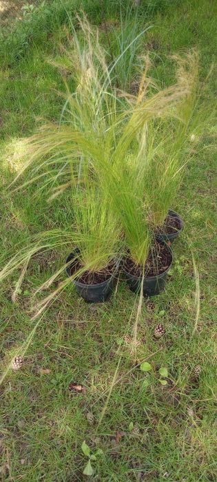 Stipa Pony Tails trawa ozdobna