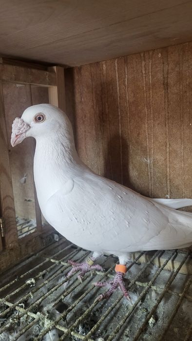 Gołębie staropolskie