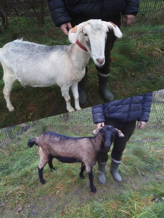 Dwie piękne kozy mix AN