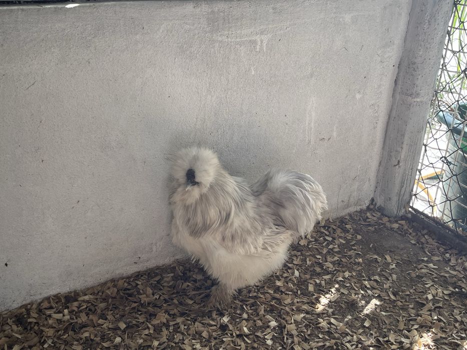 Sedosas do Japao, Paduanas e Holandesas Monuda