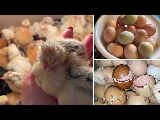 Продам курячі яйця для інкубації МІКС ПОРІД