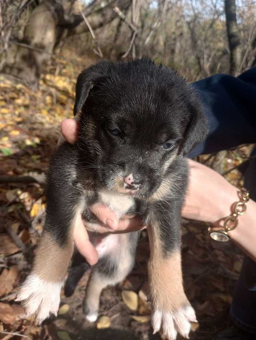 szczeniaki do oddania