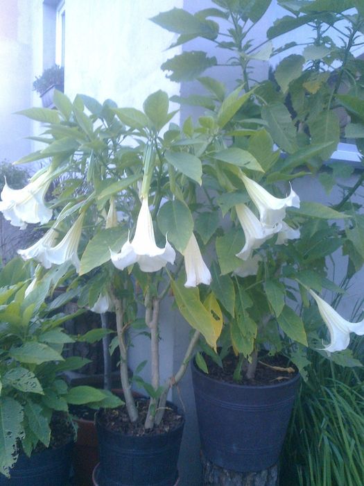 Datura biała, bieluń ,burgmansja, duże okazy