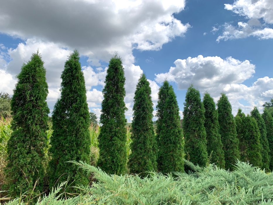 Туя Західна «Колумна»