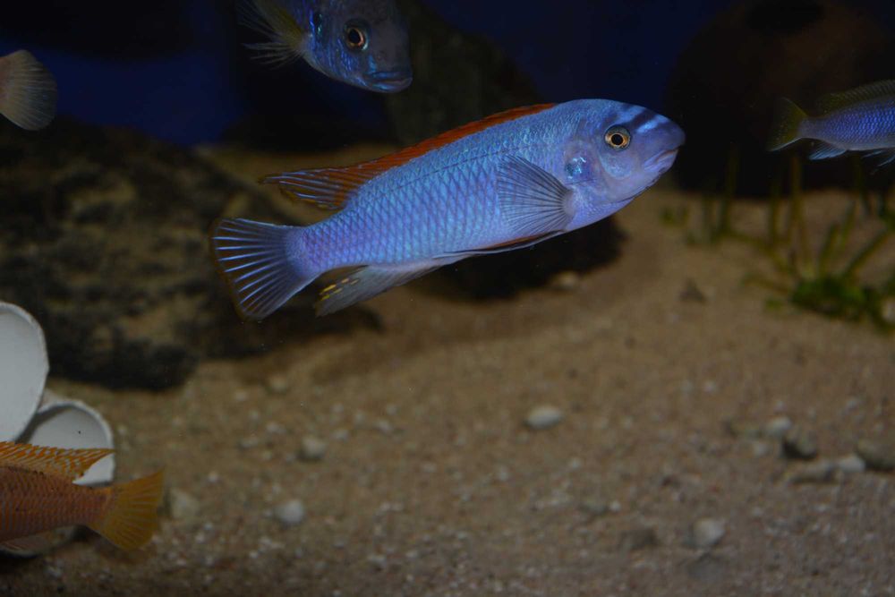 Pyszczak Labeotropheus Trewavasae Thumbi West