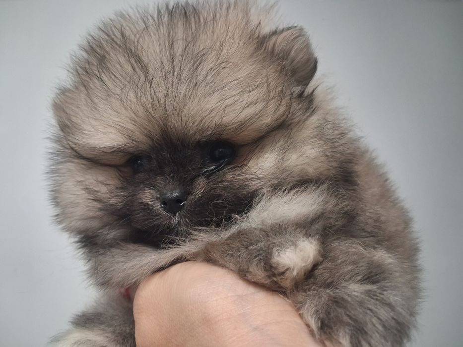 Szpic miniaturowy pomeranian malenki