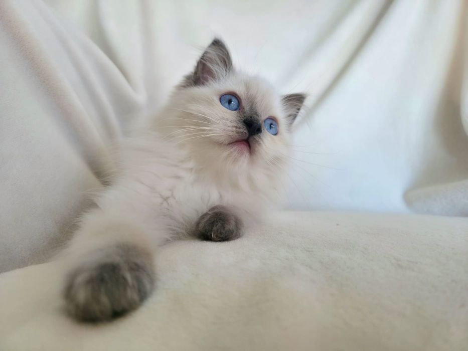 Ragdoll bluel mitted RODOWÓD WCF Kocurek