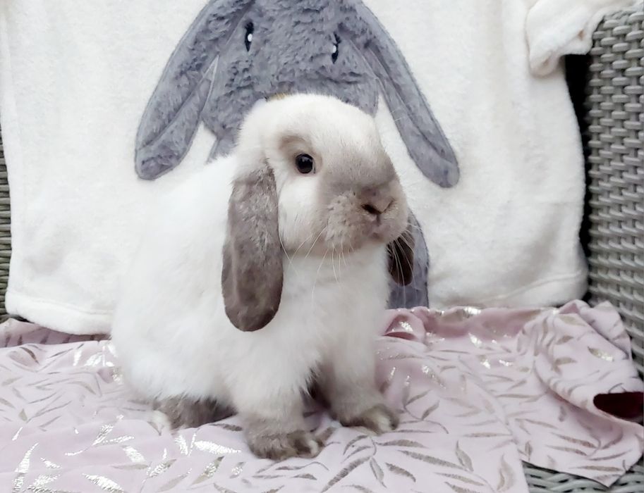 Mini lop królik miniaturka baranek teddy