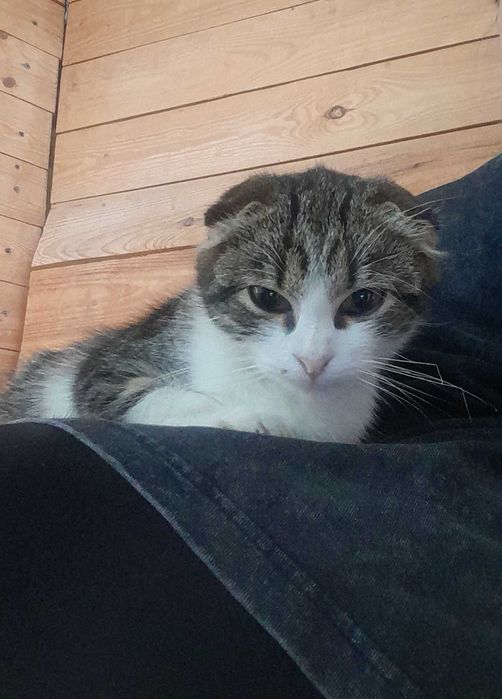 Котики готові до переїзду