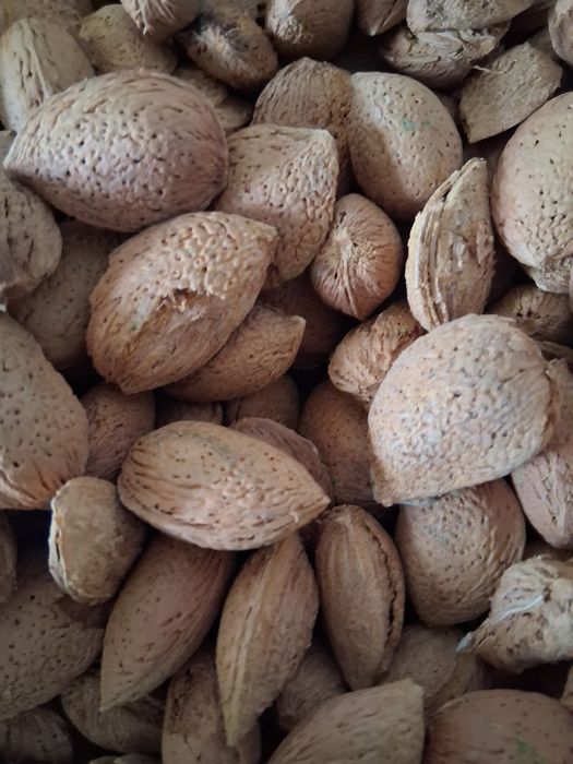 Amêndoa de casca molar 2€/Kg