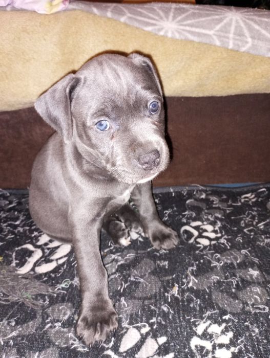 Szczenię American Pitbull Terier Blue Nose