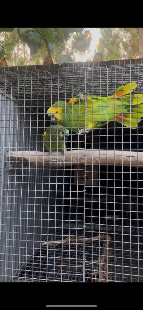 Amazona aestiva xanthopteryx