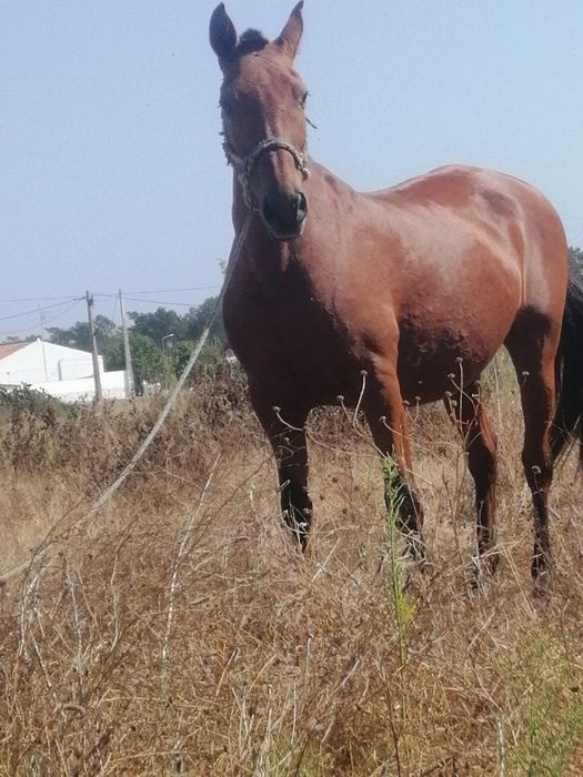 Egua bem montada e mansa