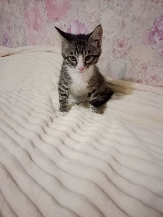 Найкращі кошенята