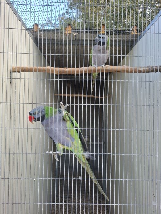 Casal Reprodutor Derbianas